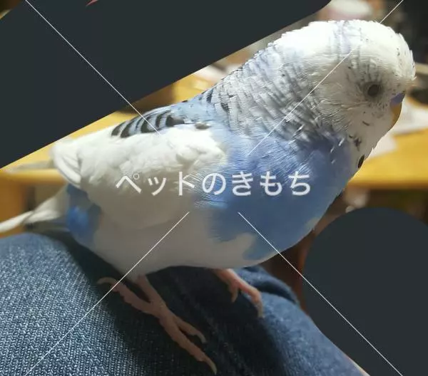 迷子鳥の画像