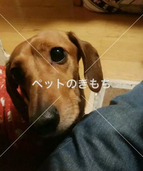 迷子犬の画像