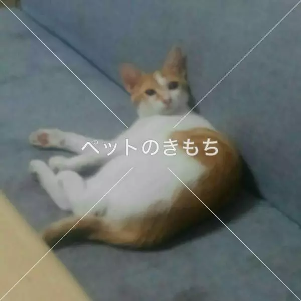 迷子猫の画像