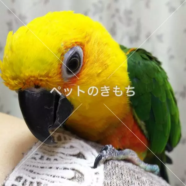 迷子鳥の画像