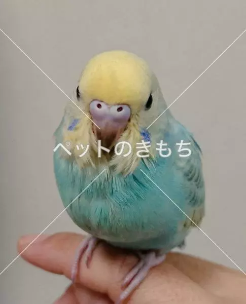迷子鳥の画像