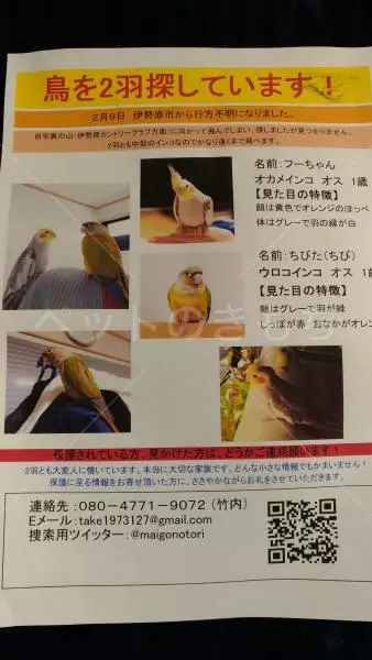 迷子鳥の画像