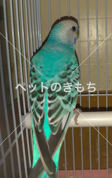 迷子鳥の画像