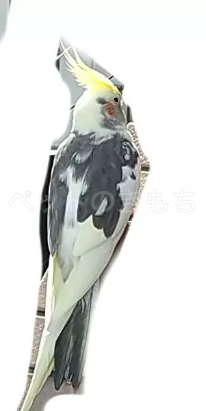 コメントの画像