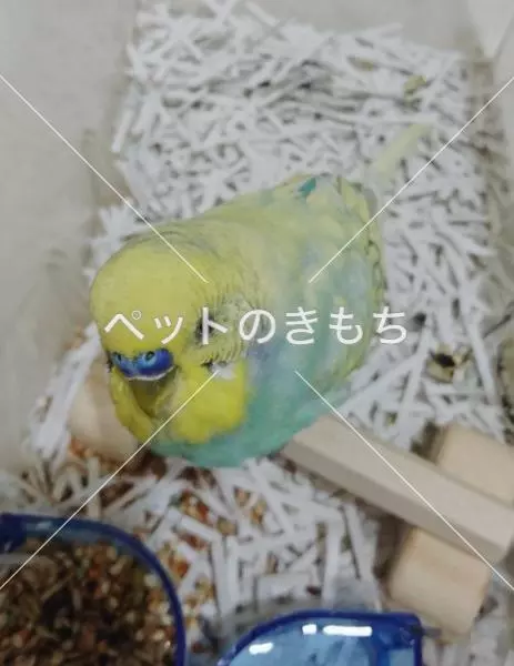 保護鳥の画像
