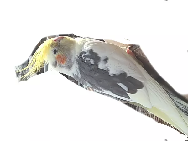 コメントの画像