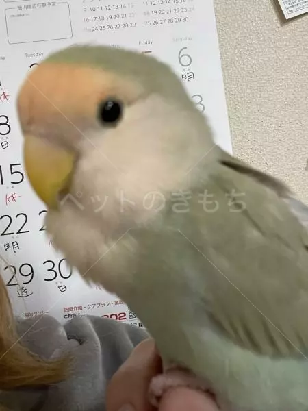 迷子鳥の画像