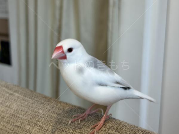 迷子鳥の画像