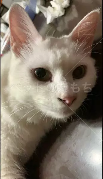 迷子猫の画像