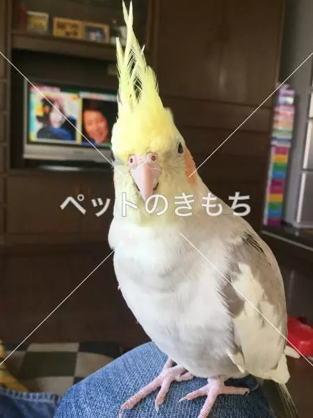 迷子鳥の画像