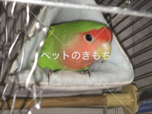 迷子鳥の画像