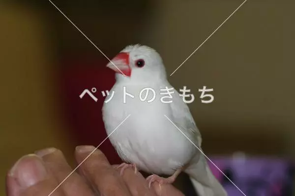 迷子鳥の画像