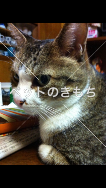 迷子猫の画像