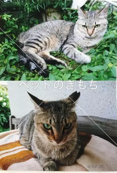 迷子猫の画像