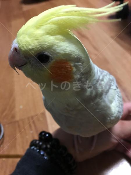 迷子鳥の画像