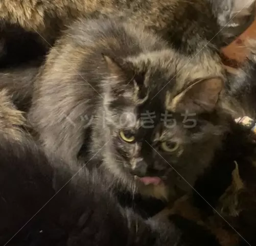 迷子猫の画像