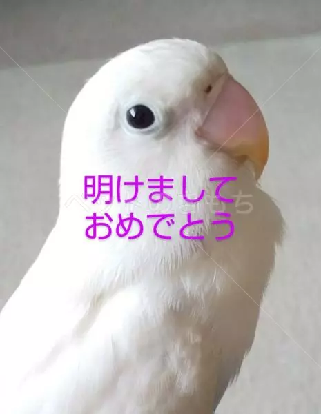 迷子鳥の画像