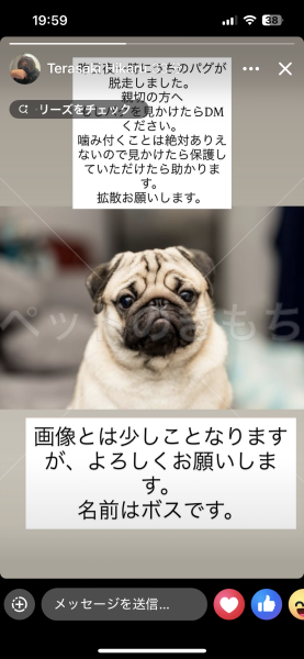 迷子犬の画像