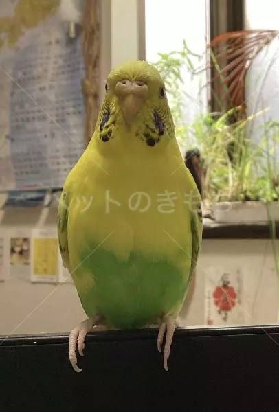 迷子鳥の画像
