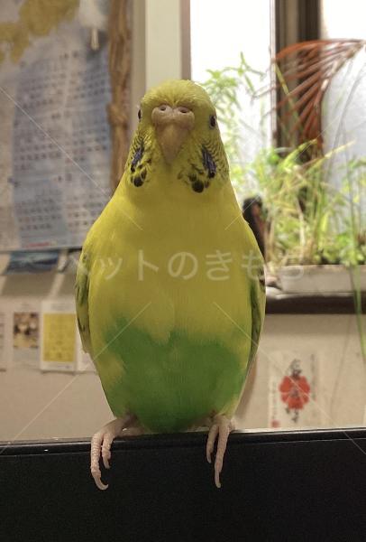 迷子鳥の画像