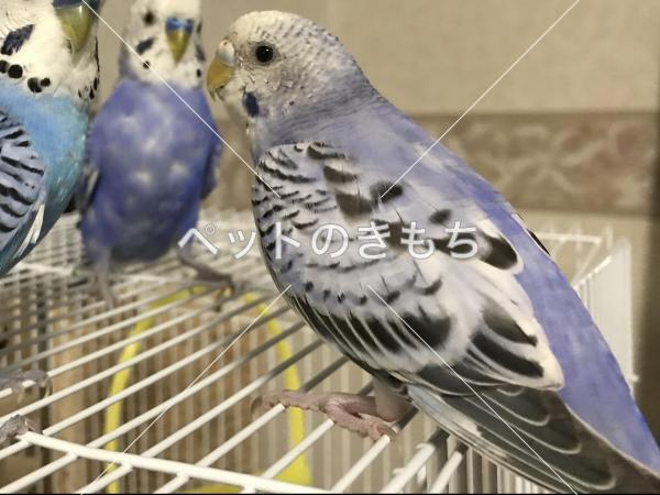 迷子鳥の画像