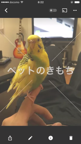 迷子鳥の画像