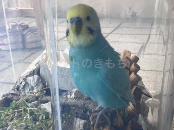 保護鳥の画像