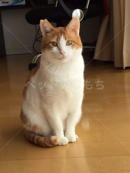 迷子猫の画像