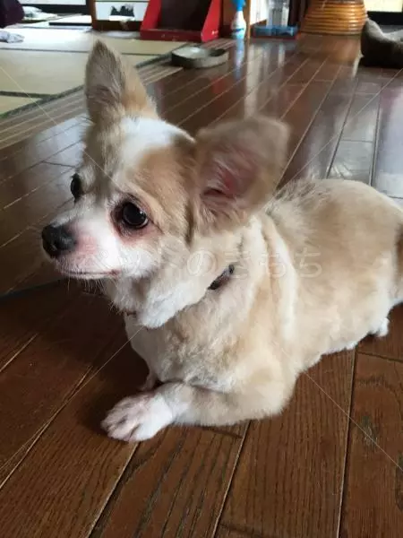 コメント投稿の画像