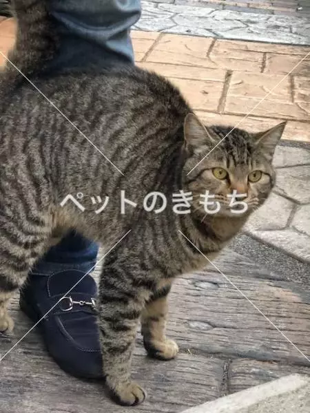 保護猫の画像