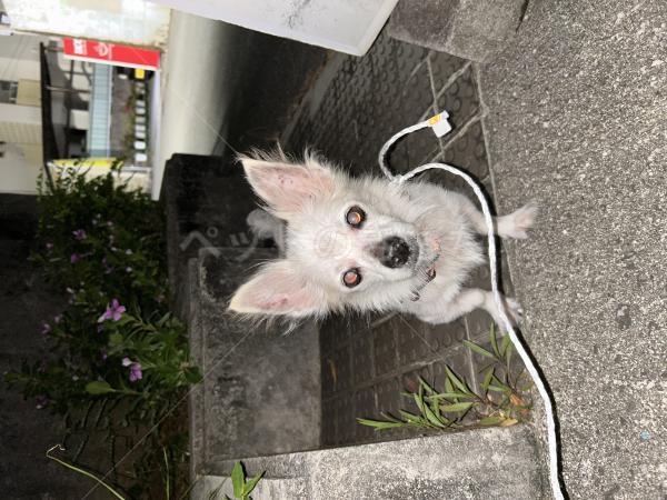 保護犬の画像