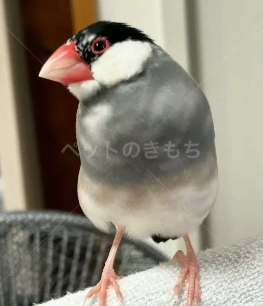 迷子鳥の画像