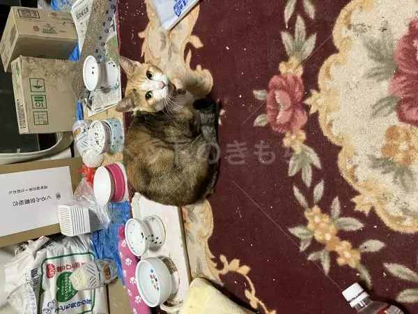 迷子猫の画像
