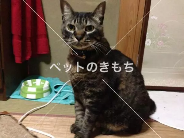 迷子猫の画像