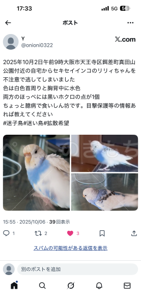 迷子鳥の画像