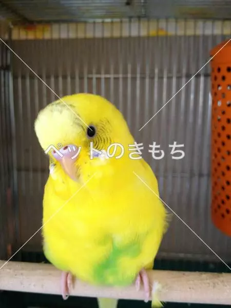 迷子鳥の画像