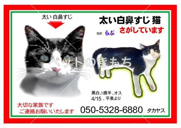 迷子猫の画像