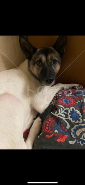 迷子犬の画像
