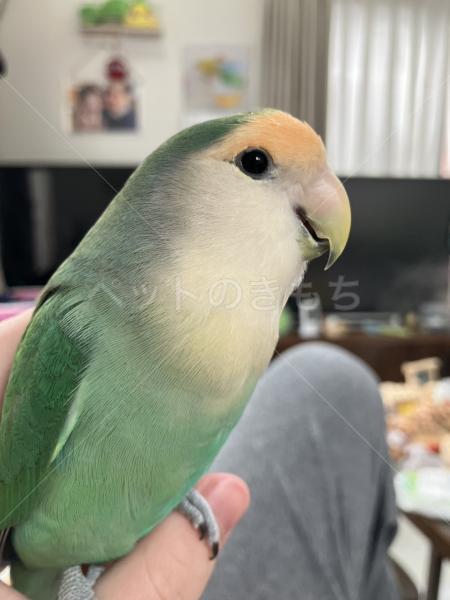 迷子鳥の画像