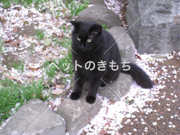 迷子猫の画像