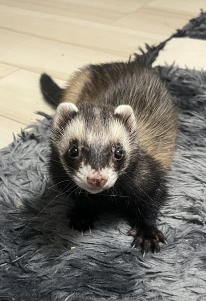 迷子ペットの画像