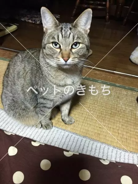 迷子猫の画像