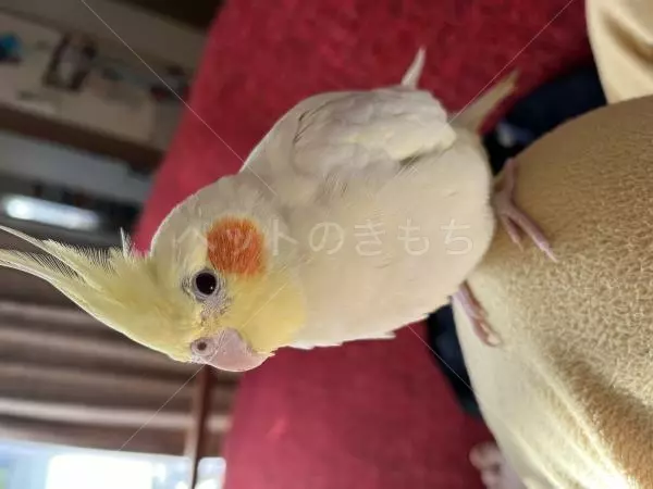 迷子鳥の画像