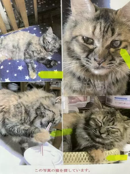 迷子猫の画像