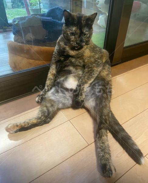 迷子猫の画像