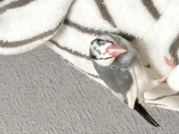 迷子鳥の画像