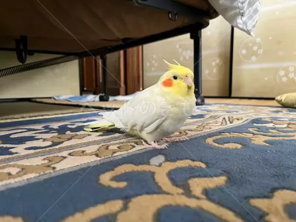 迷子鳥の画像