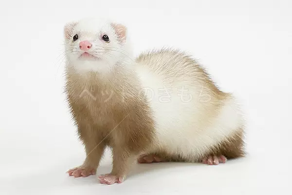 迷子ペットの画像