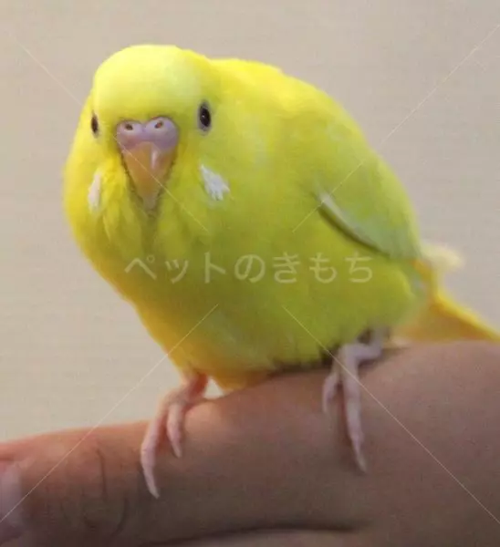迷子鳥の画像