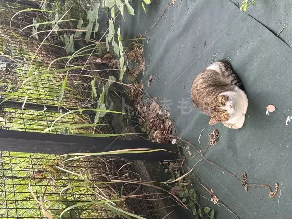 迷子猫の画像